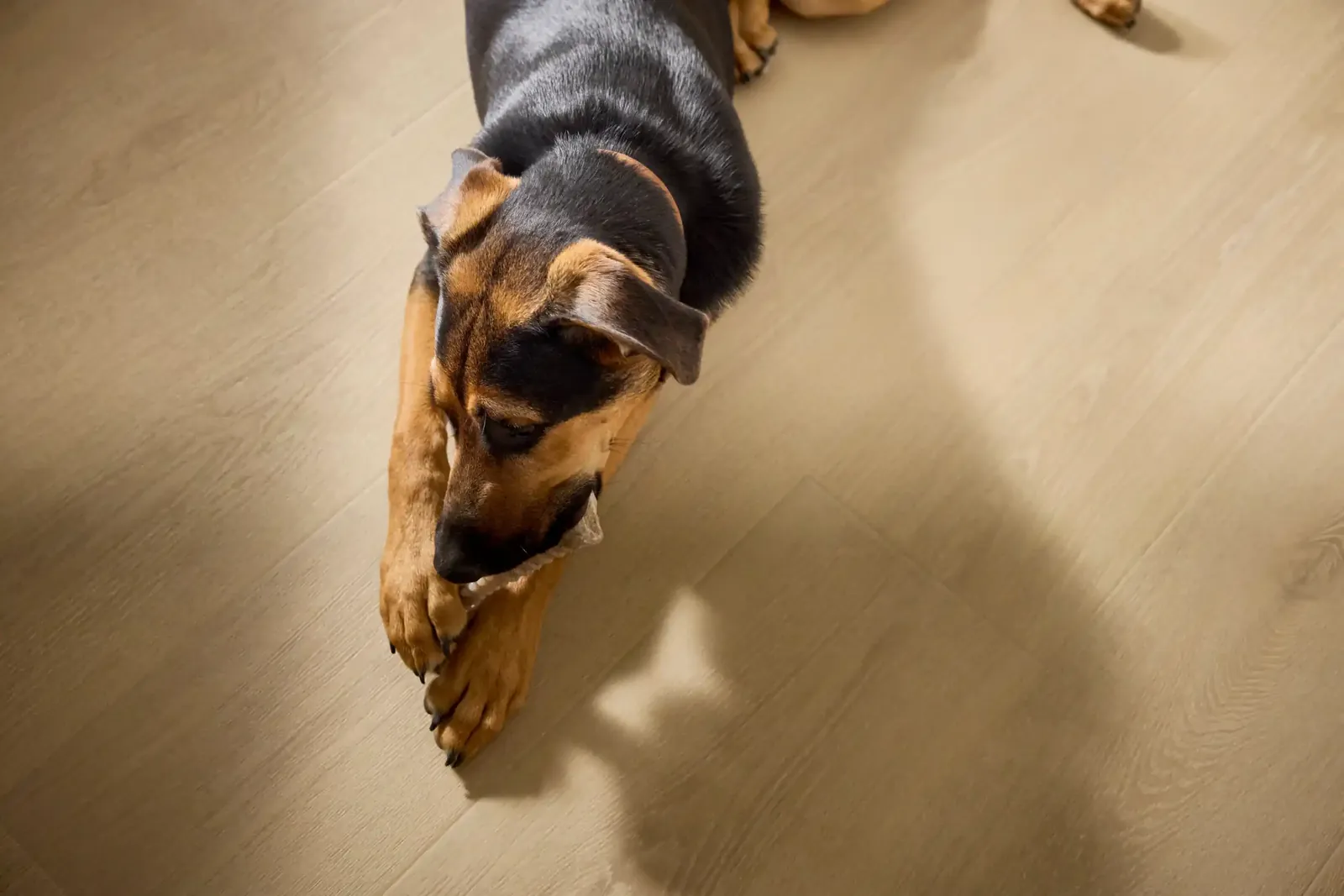 Dog padding across waterproof wood-look vinyl flooring that is scratch-resistant and easy to clean