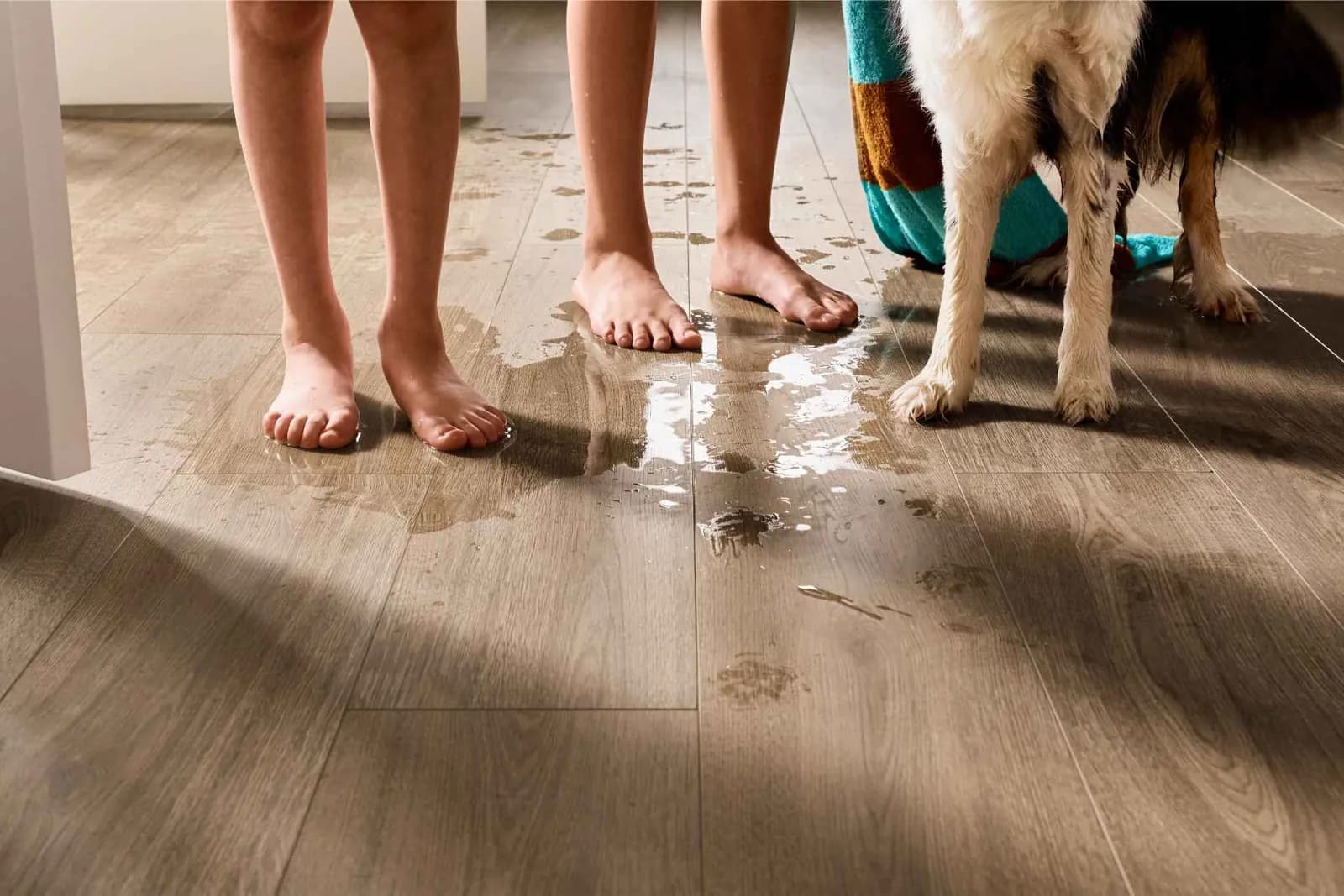 Wet feet and dog paws on waterproof luxury vinyl plank after a splash