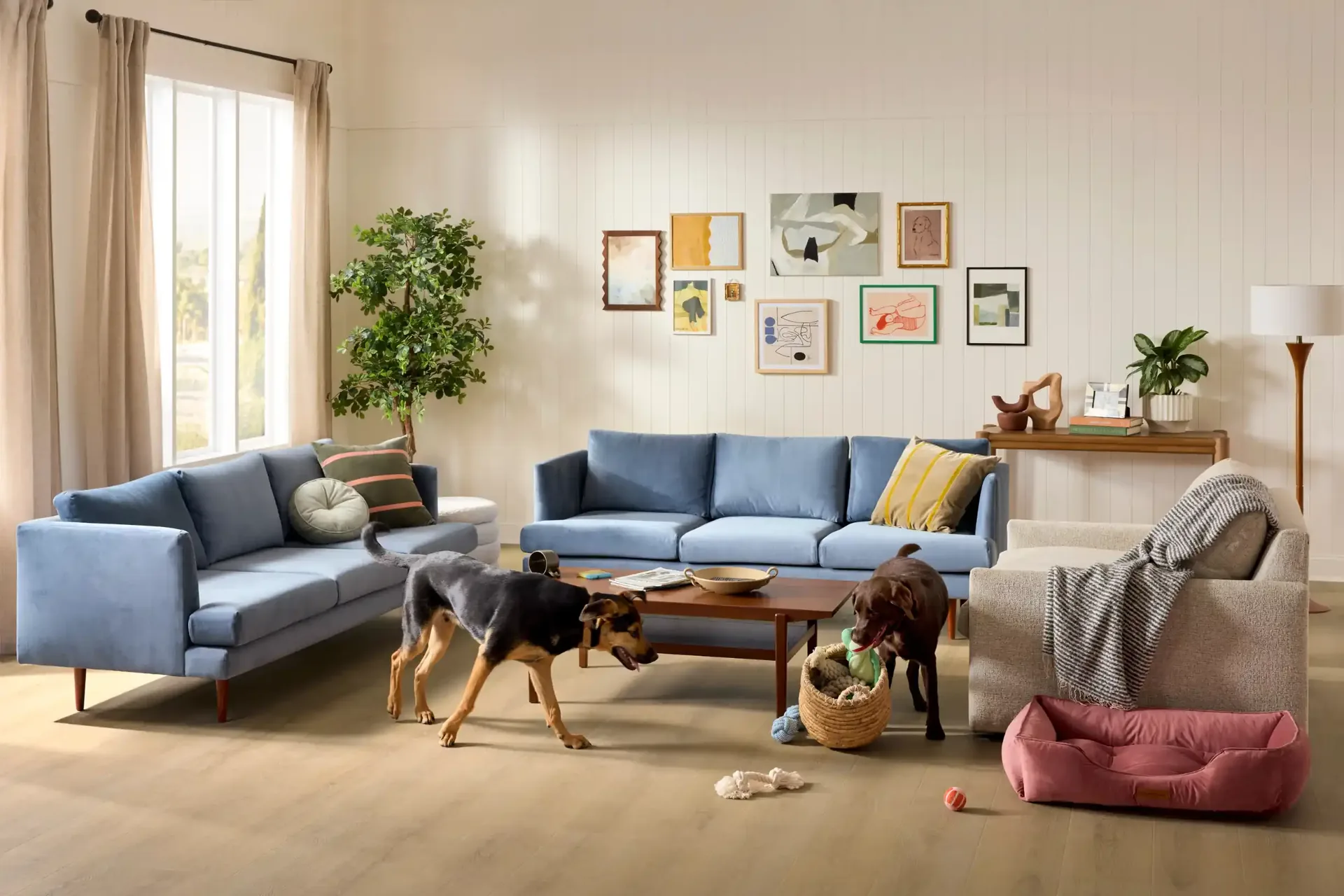 Two dogs playing on waterproof wood-look flooring in a blue living room — flooring for Lake Wales, FL homes