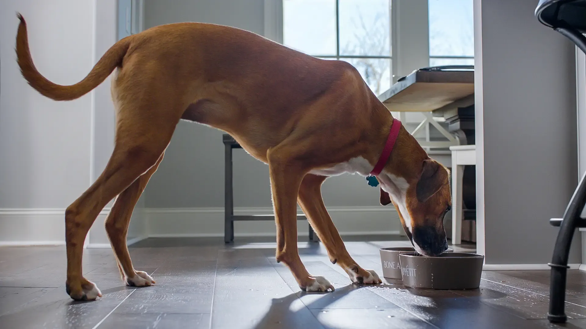 A dog eating over Shaw Repel water-resistant hardwood. Carried by Blackburn's Interiors, Winter Haven, FL