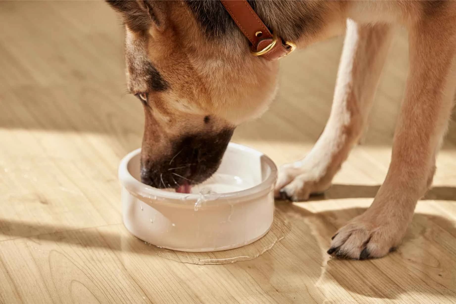 A tan and black dog drinks from a white bowl on Shaw Floors Cattitude plank flooring in Hygge, with water splashed across the planks.