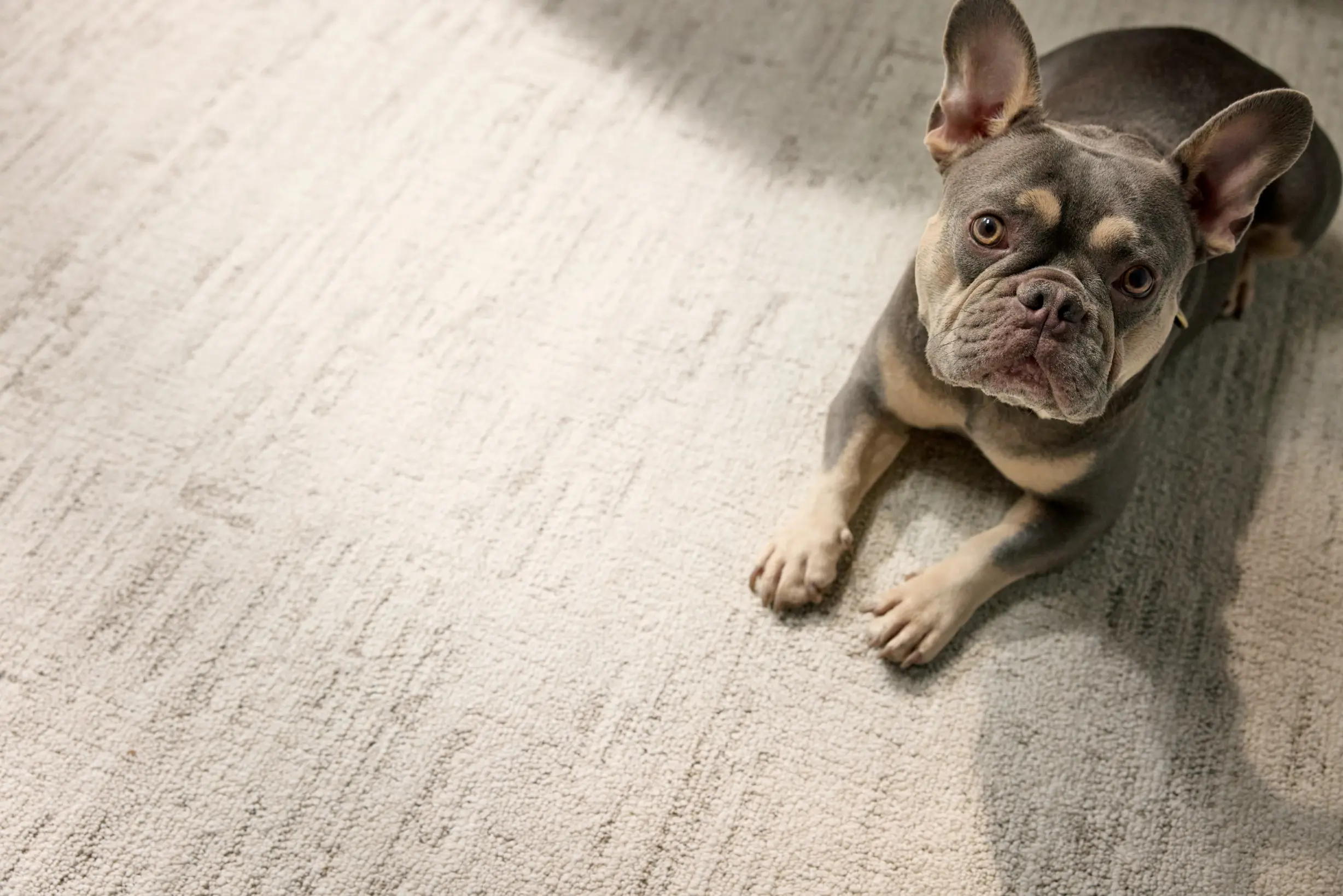 French Bulldog on textured cream-gray carpet, soft, family-friendly flooring from Blackburn's Interiors in Winter Haven, FL